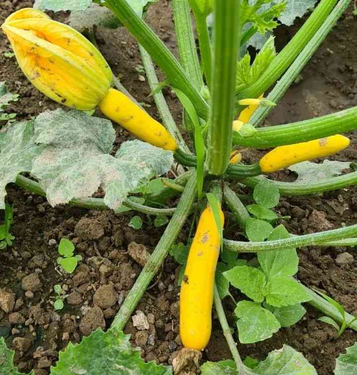 Yellow Zucchini Mountain Top Seed Bank