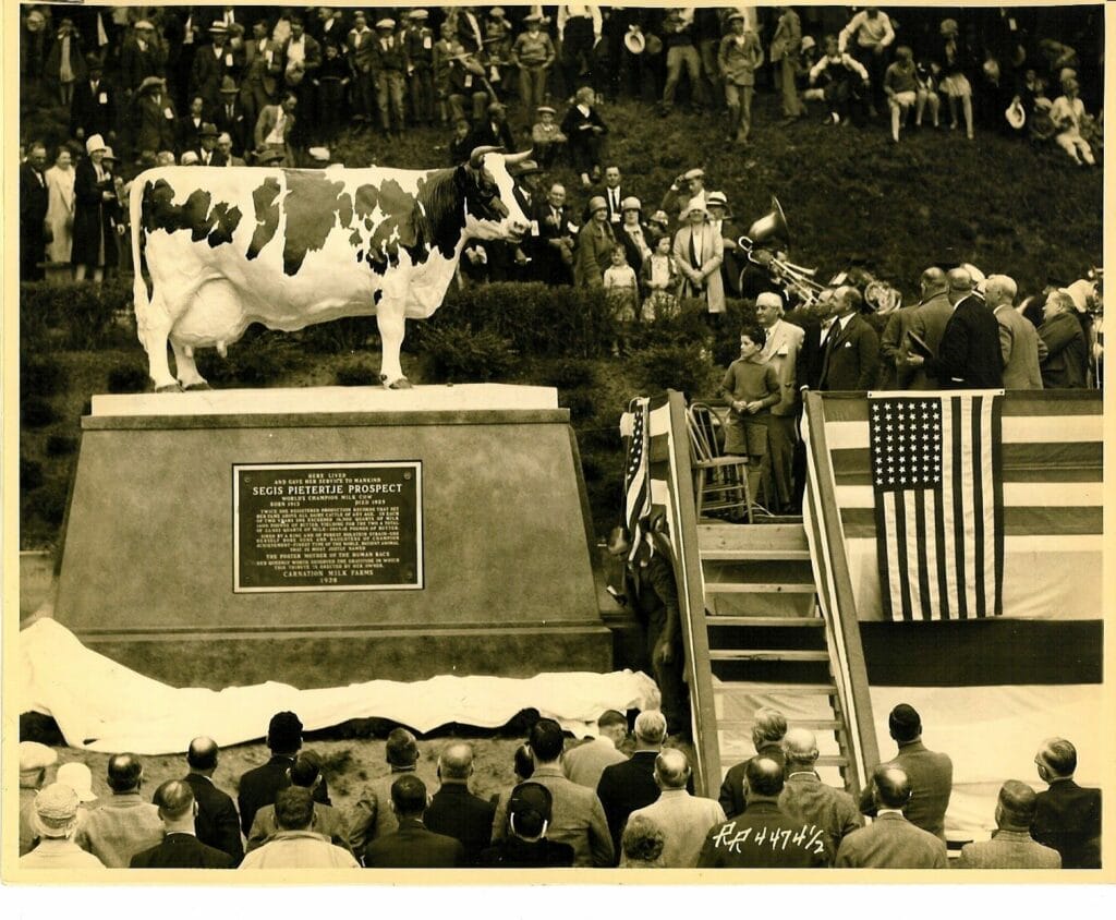 Carnation Cow Statue Mountains To Sound Greenway Trust