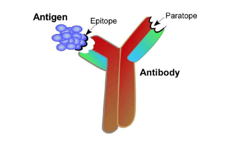 ELISA Test Procedure (All you need to know) MT Solution