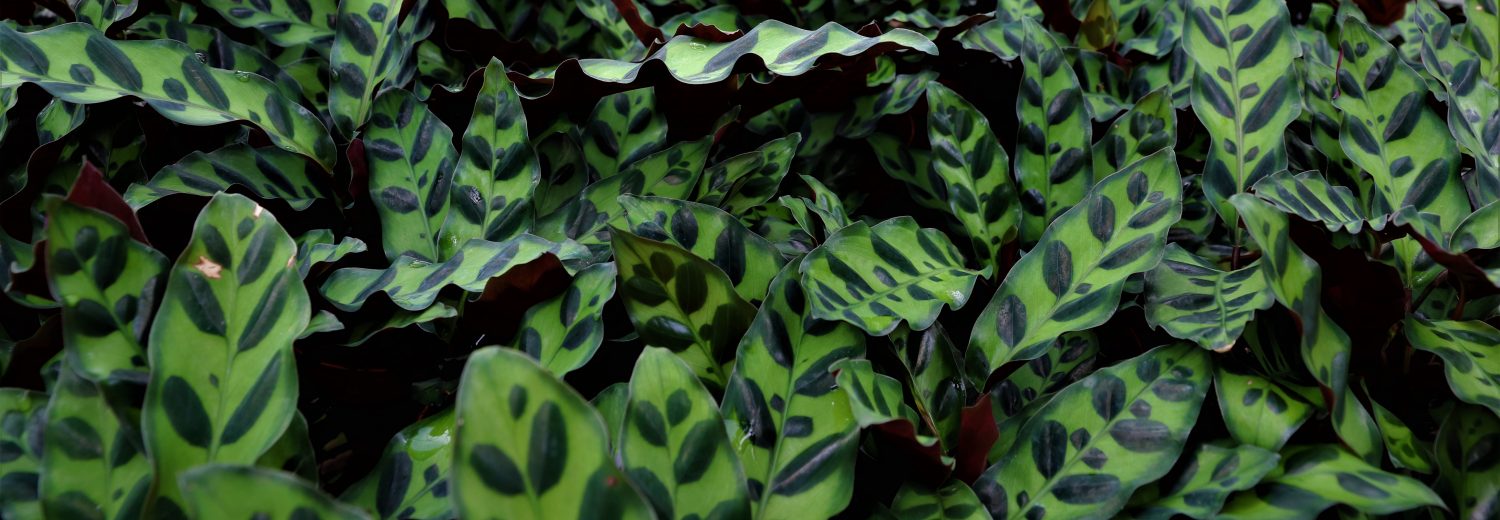 Products Mountain View Nursery