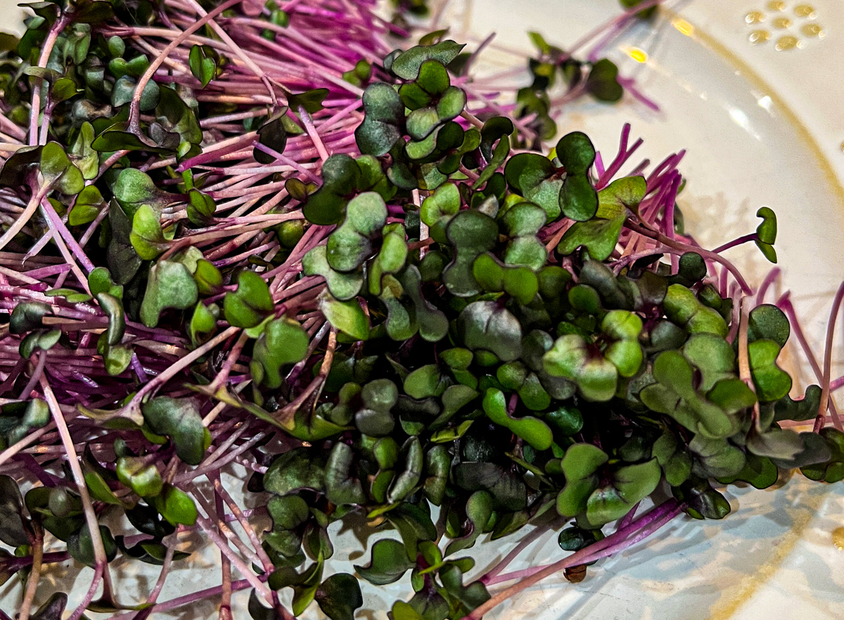Red Cabbage MT Wild Roots