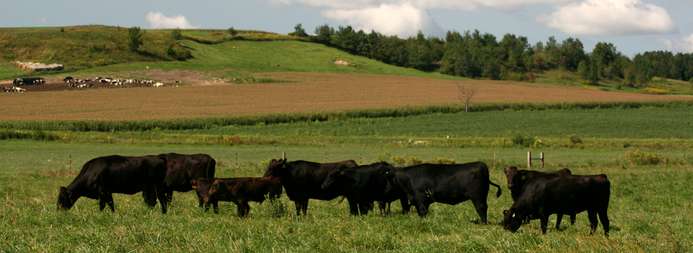Muddy Flats Cattle Wagyu Beef Cattle Wagyu Cattle Company