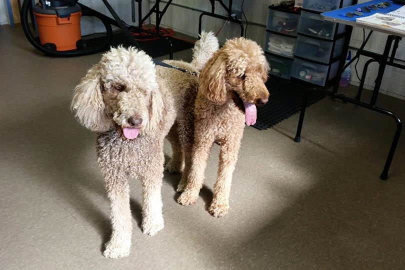 Muddy Paws Dog Wash and Grooming