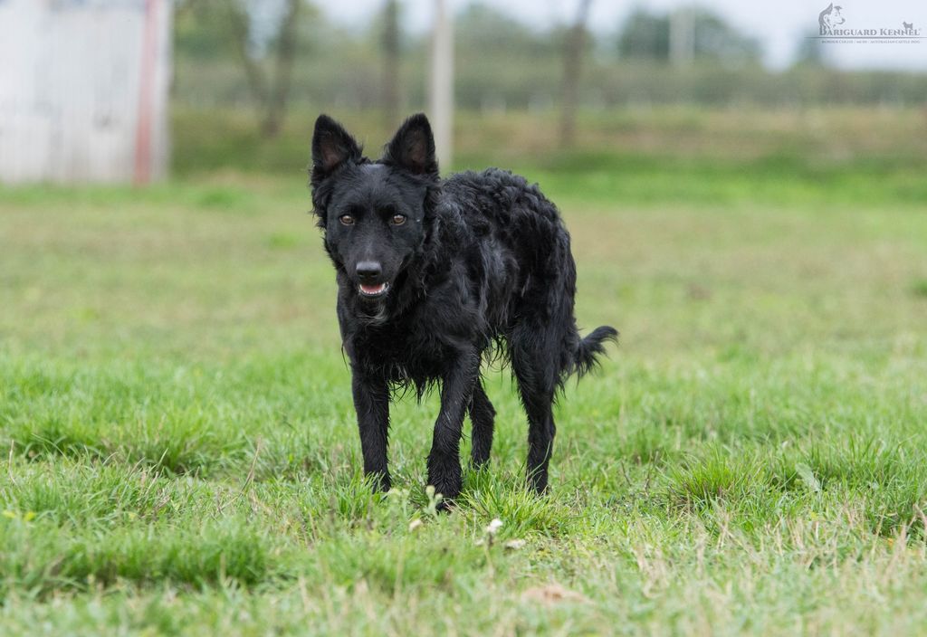 Mudi The Breed Archive