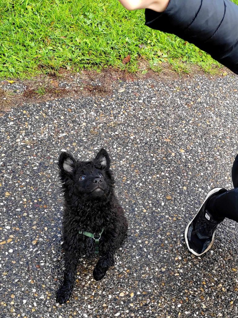 Mudi The Breed Archive