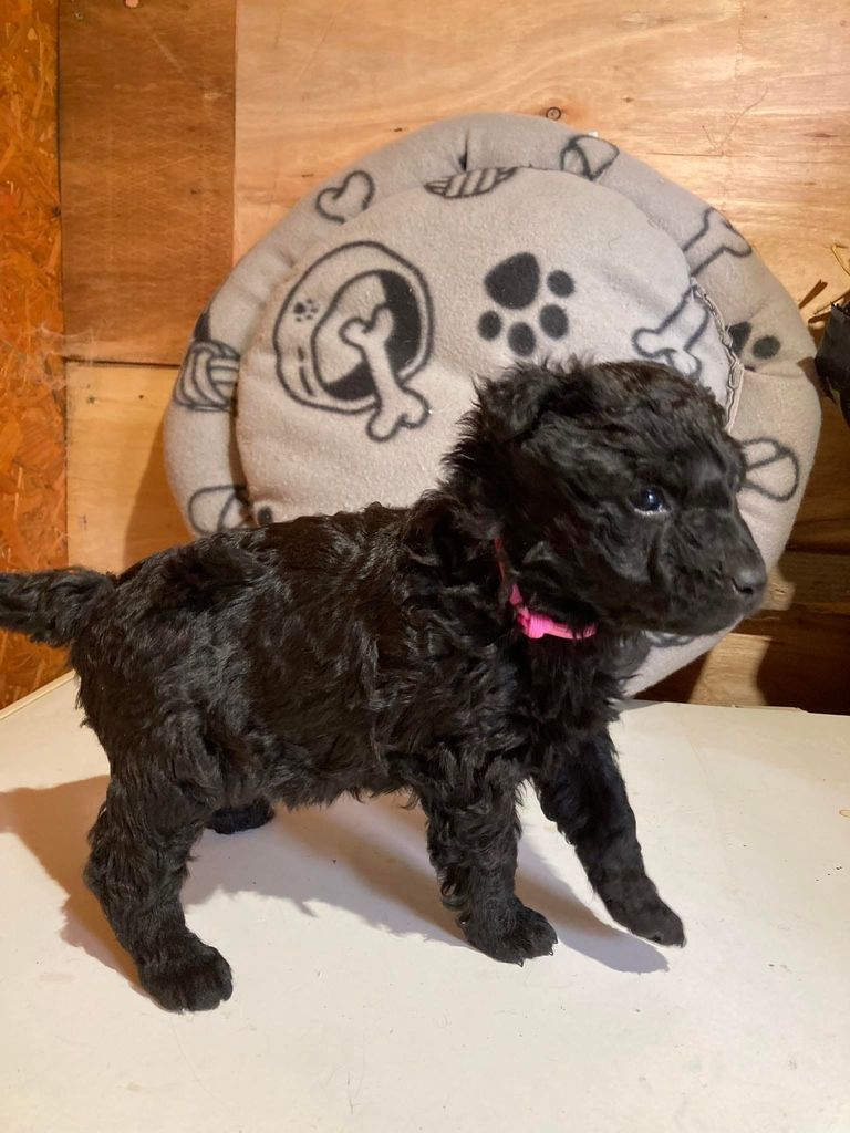 Mudi The Breed Archive