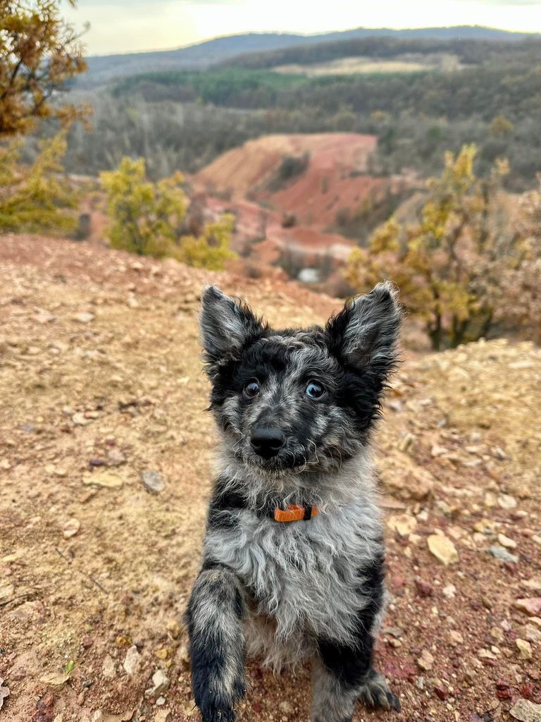 Mudi The Breed Archive