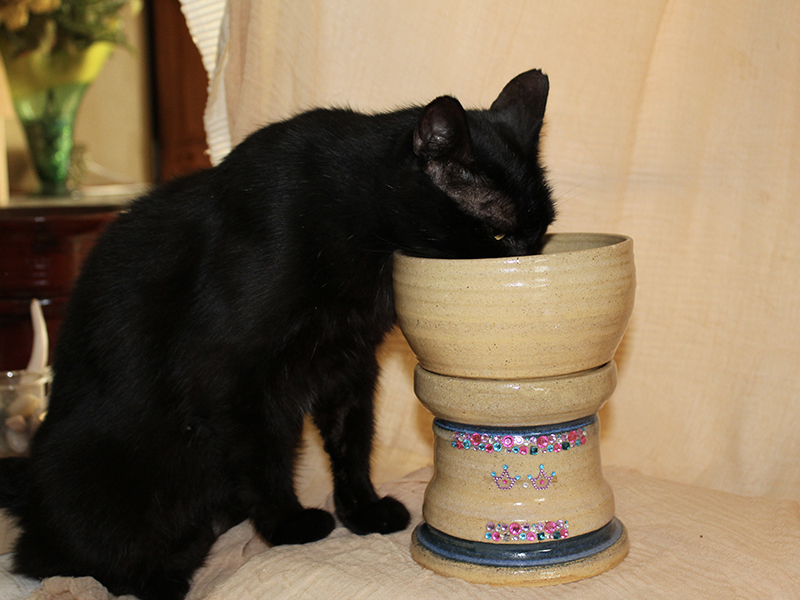 FEATURED ART Dog Bowls Mud Magic Art