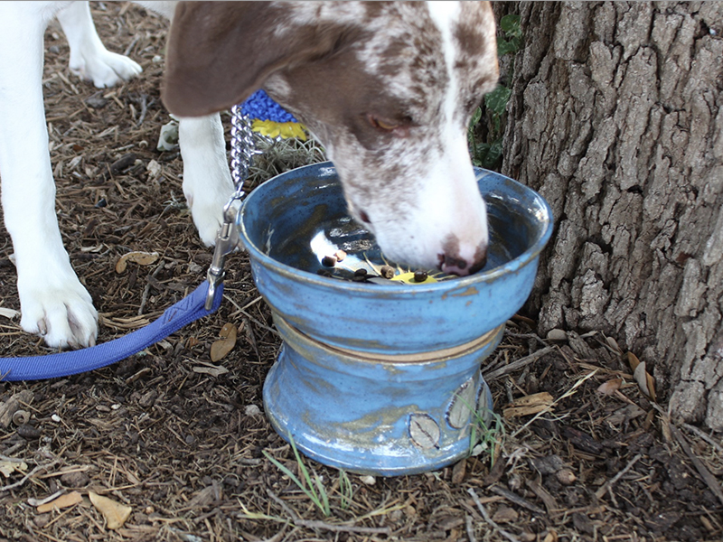 FEATURED ART Dog Bowls Mud Magic Art