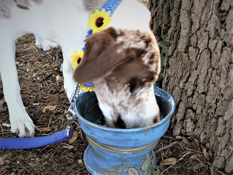 FEATURED ART Dog Bowls Mud Magic Art