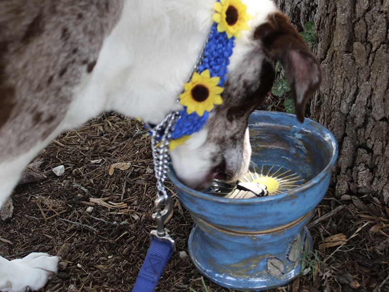 FEATURED ART Dog Bowls Mud Magic Art