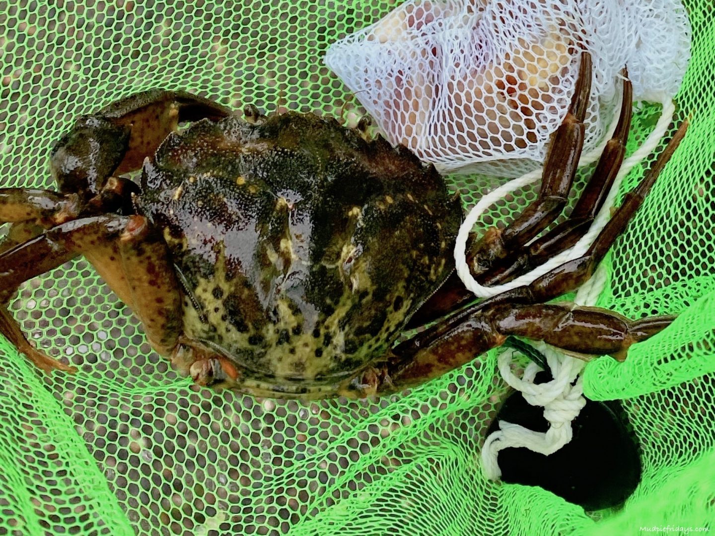 The best place for crabbing in Cornwall
