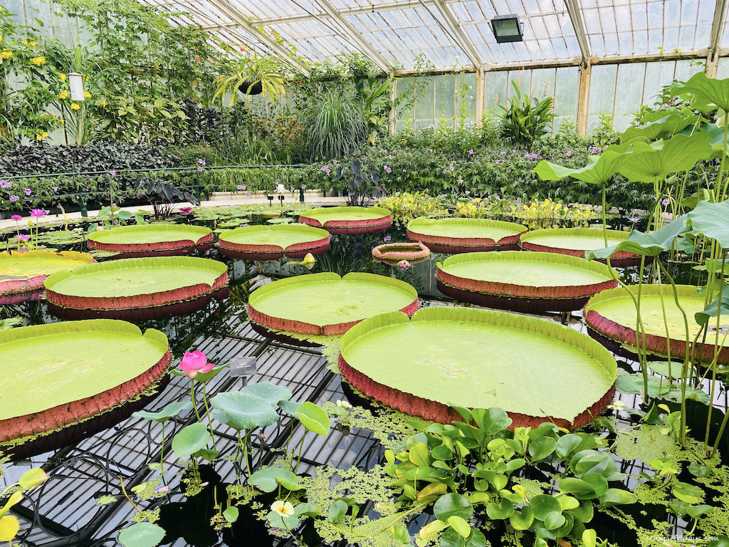 Kew Gardens Afternoon Tea