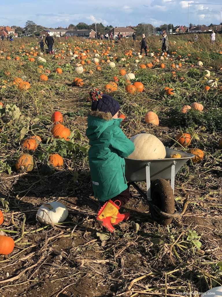 6 Best Places to go Pumpkin Picking in Surrey in 2023