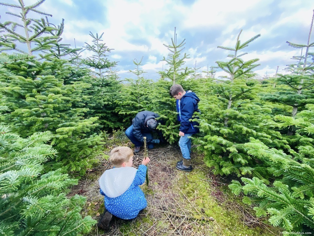 16 Sussex Christmas Tree Farms 2023