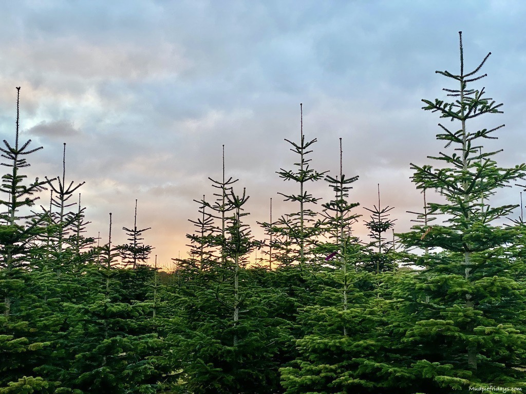 16 Sussex Christmas Tree Farms 2023