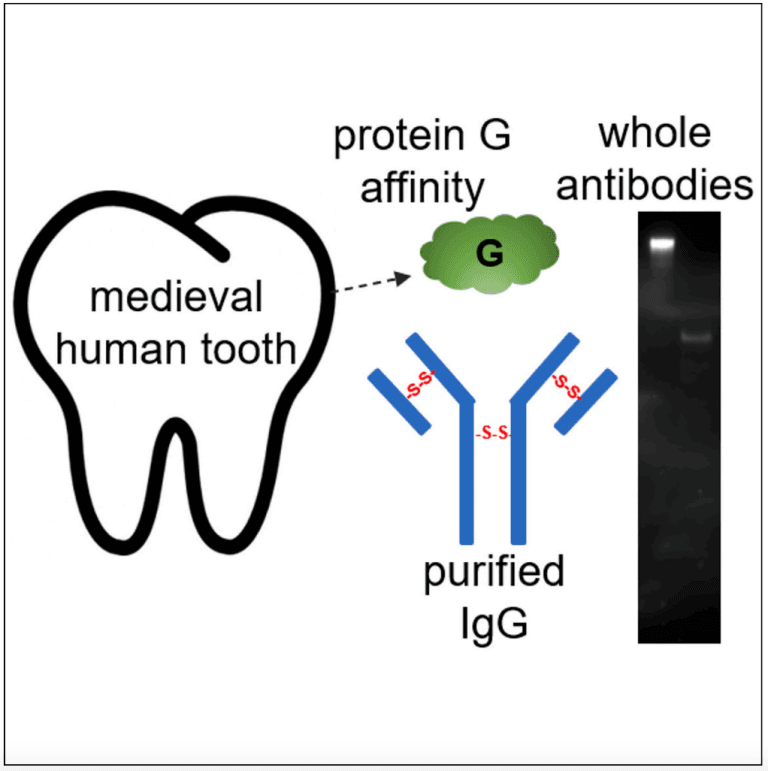 Preservation of whole antibodies in ancient teeth Manchester