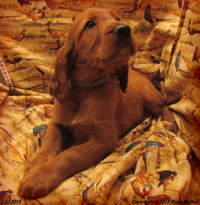 Muffett Farms AKC Irish Setter Puppies