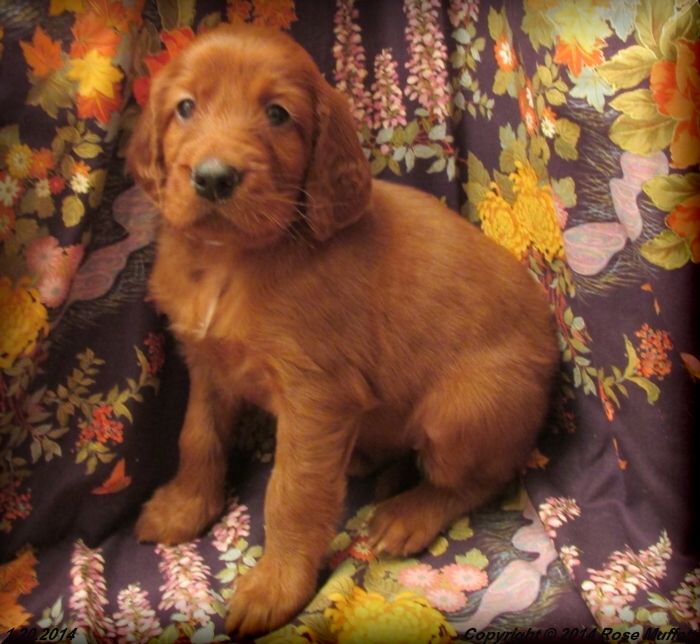 Muffett Farms AKC Irish Setter Puppies