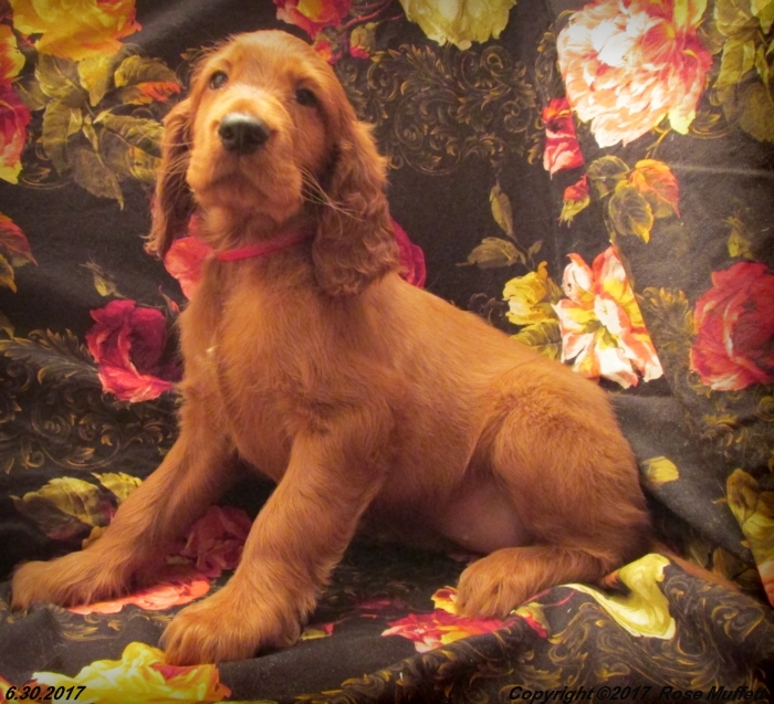 AKC Irish Setter Puppies