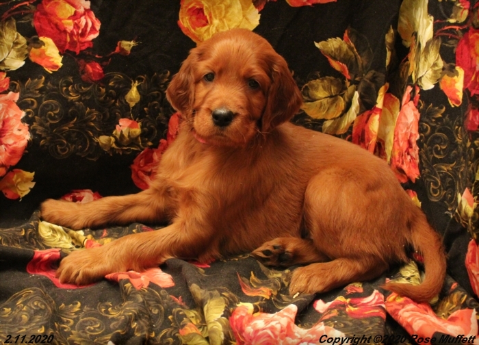 AKC Irish Setter Puppies