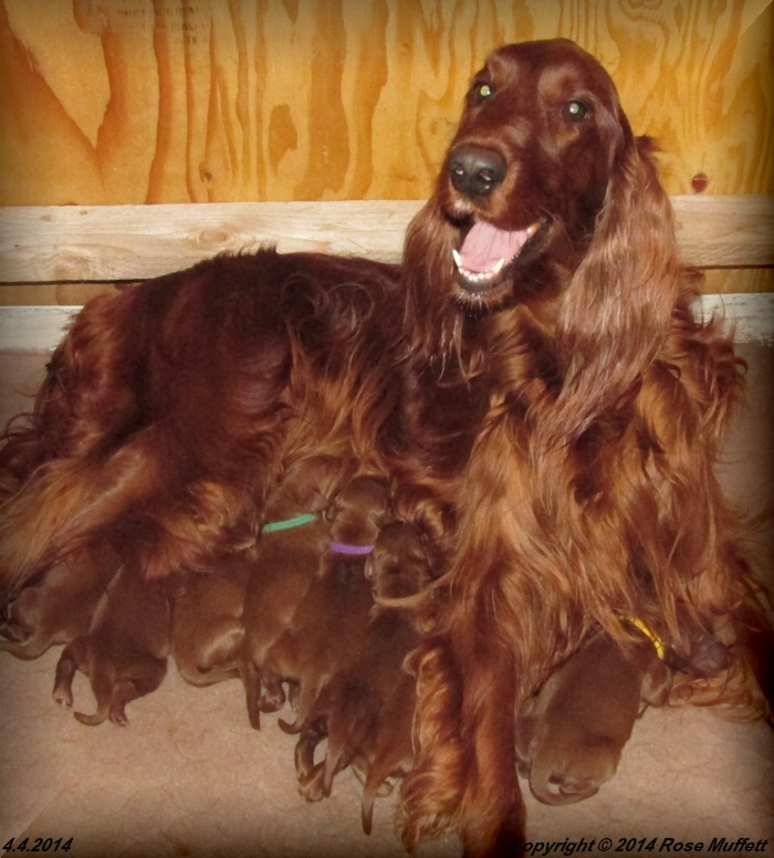 AKC Irish Setter Puppies