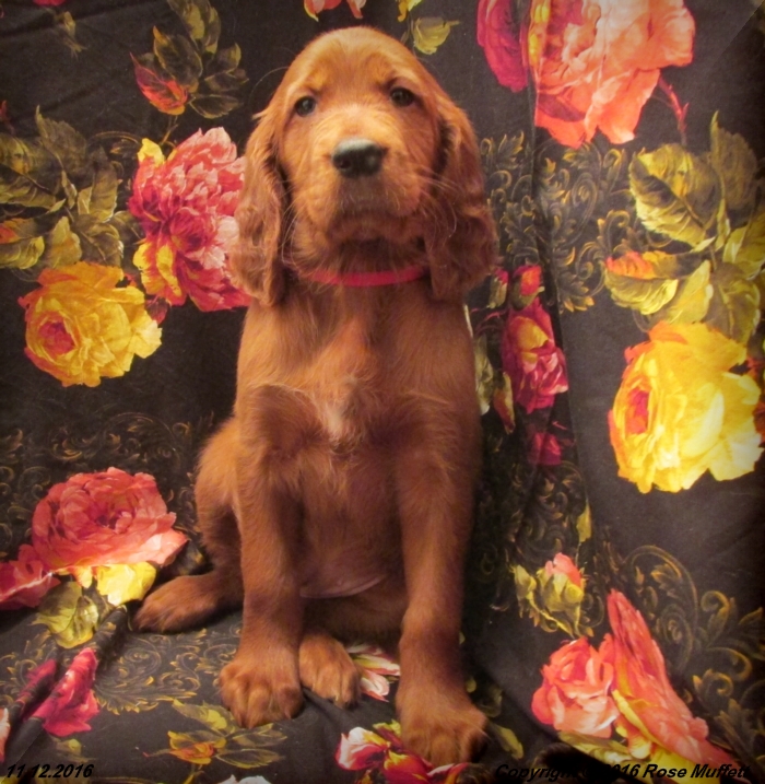AKC Irish Setter Puppies