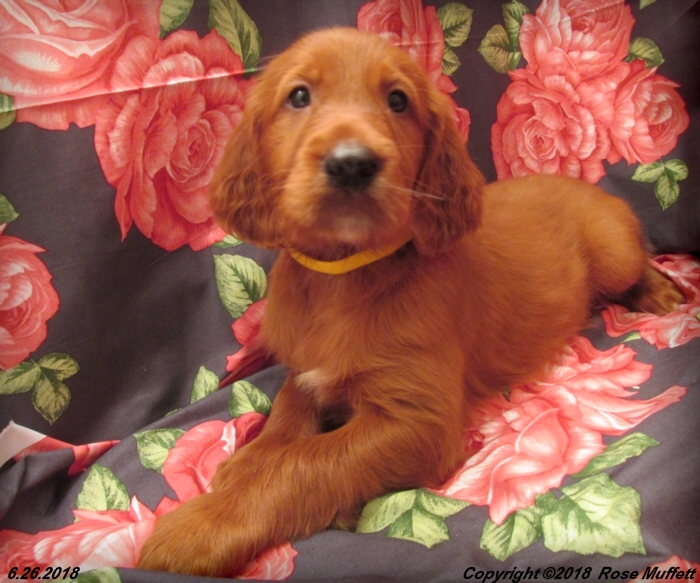 Muffett Farms AKC Irish Setter Puppies