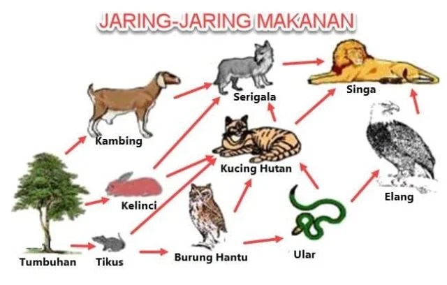 Yuk, Kenali JaringJaring Makanan Tiap Makhluk Hidup