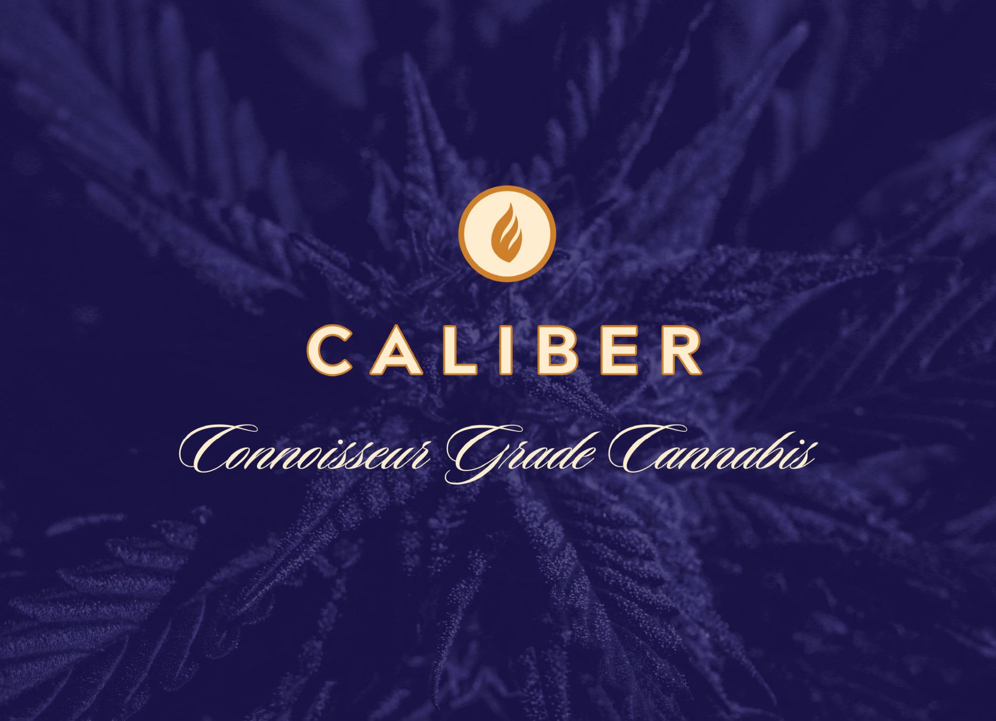 Sproutly Gains License to Sell Flower, Launches Cannabis Brand Caliber