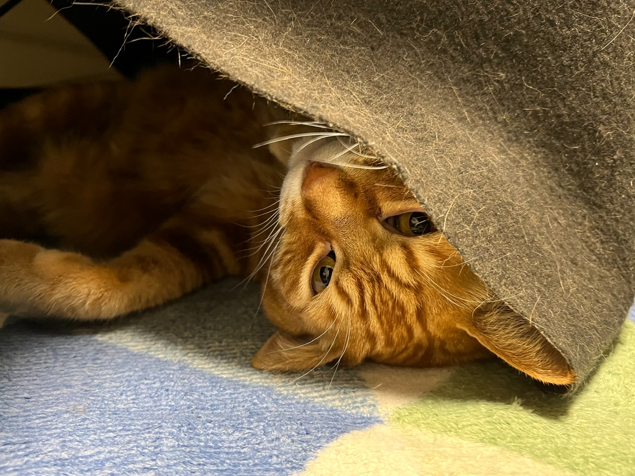 むぎ、何度目かの雪を経験するもいつもと変わらず（day1210_2/10）｜むぎにゃん