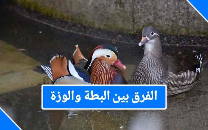ما هى فوائد الشبه البيضاء - اخباركم Vathela campmasters mp3 download