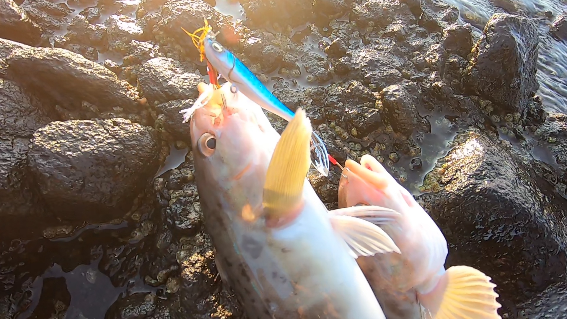 兜千畳敷ホッケ釣り！ジグ＆エサで爆釣！