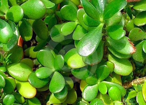 5 plantas que atraen dinero a tu vida Mujer Chic