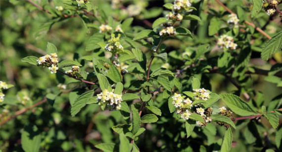 Lemon Bush Oil Mukwati Oils