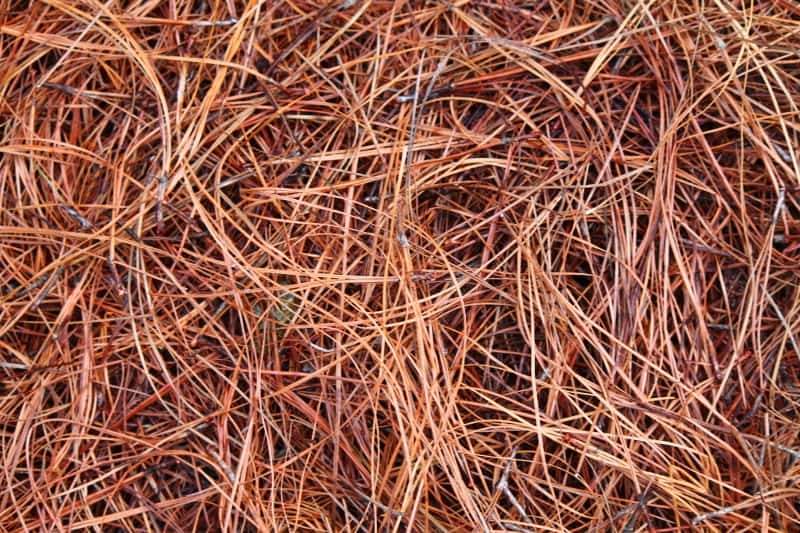 Pine Straw Products — Mulch Pros Landscape Supply