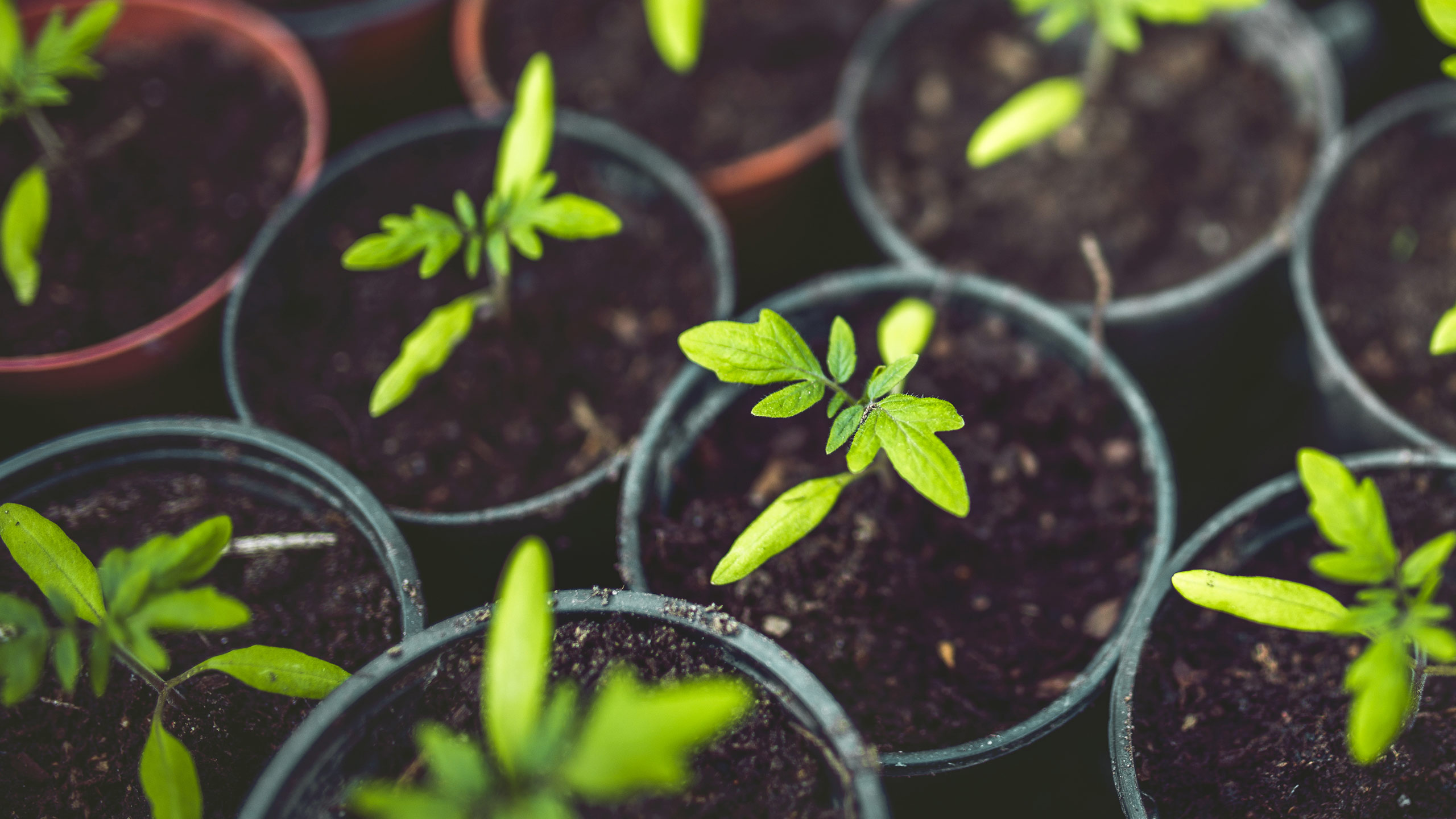 Join Us For SeedStarting Mulhall's