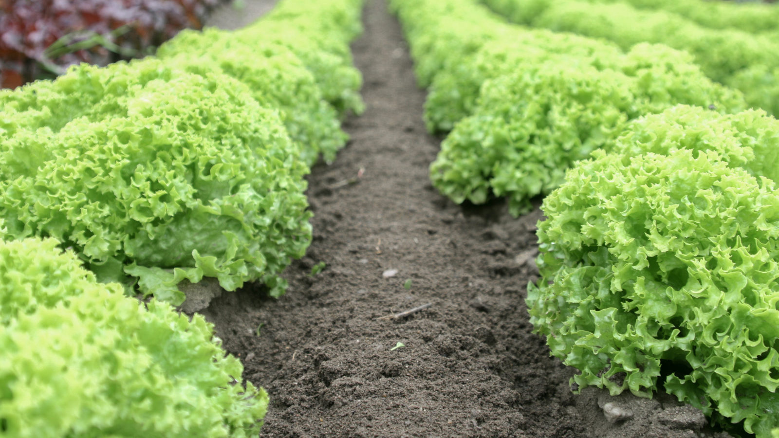 Protecting Your Produce from Rabbits Mulhall's