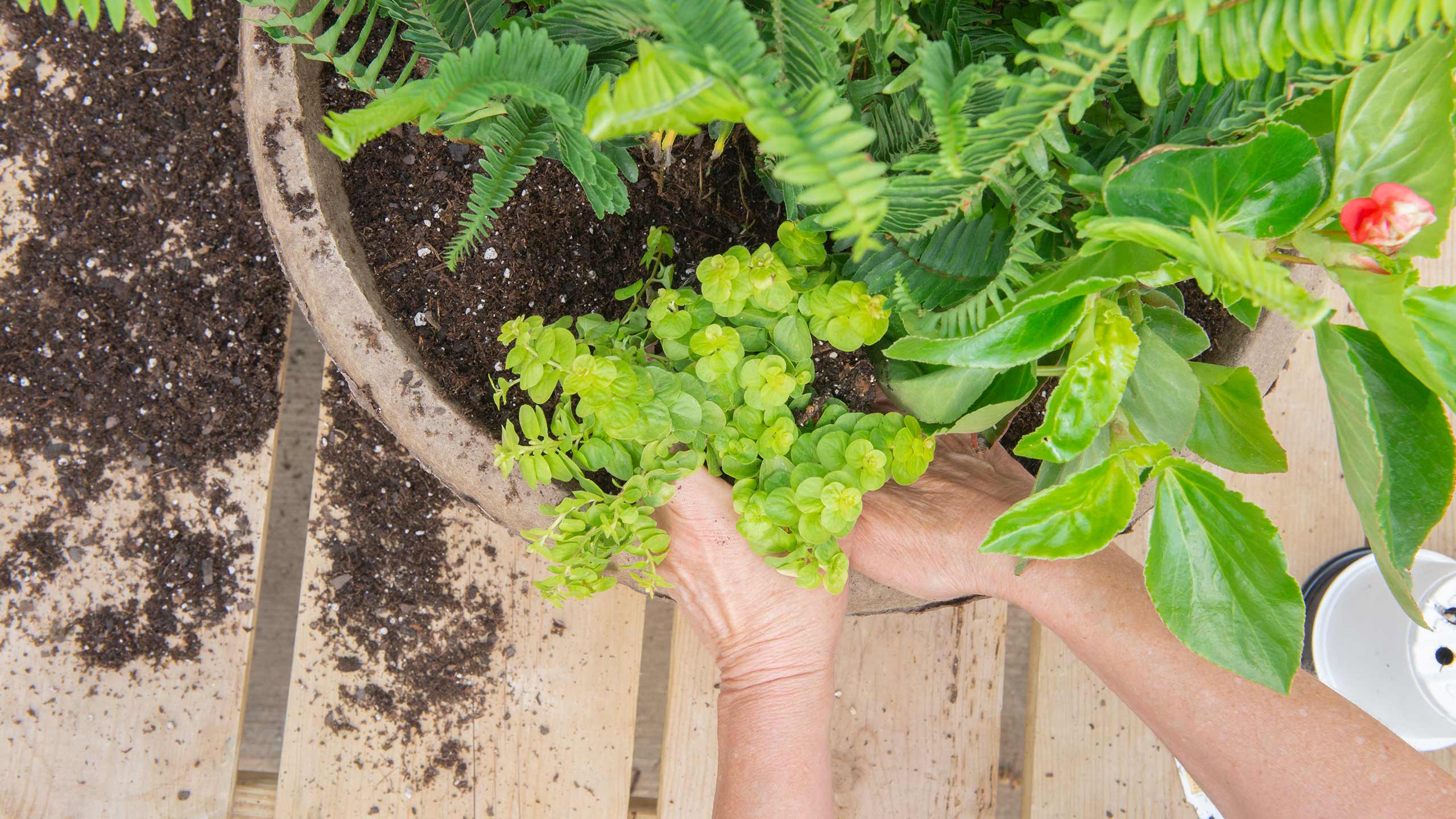 The Best Potting Mix + Why It Matters Mulhall's