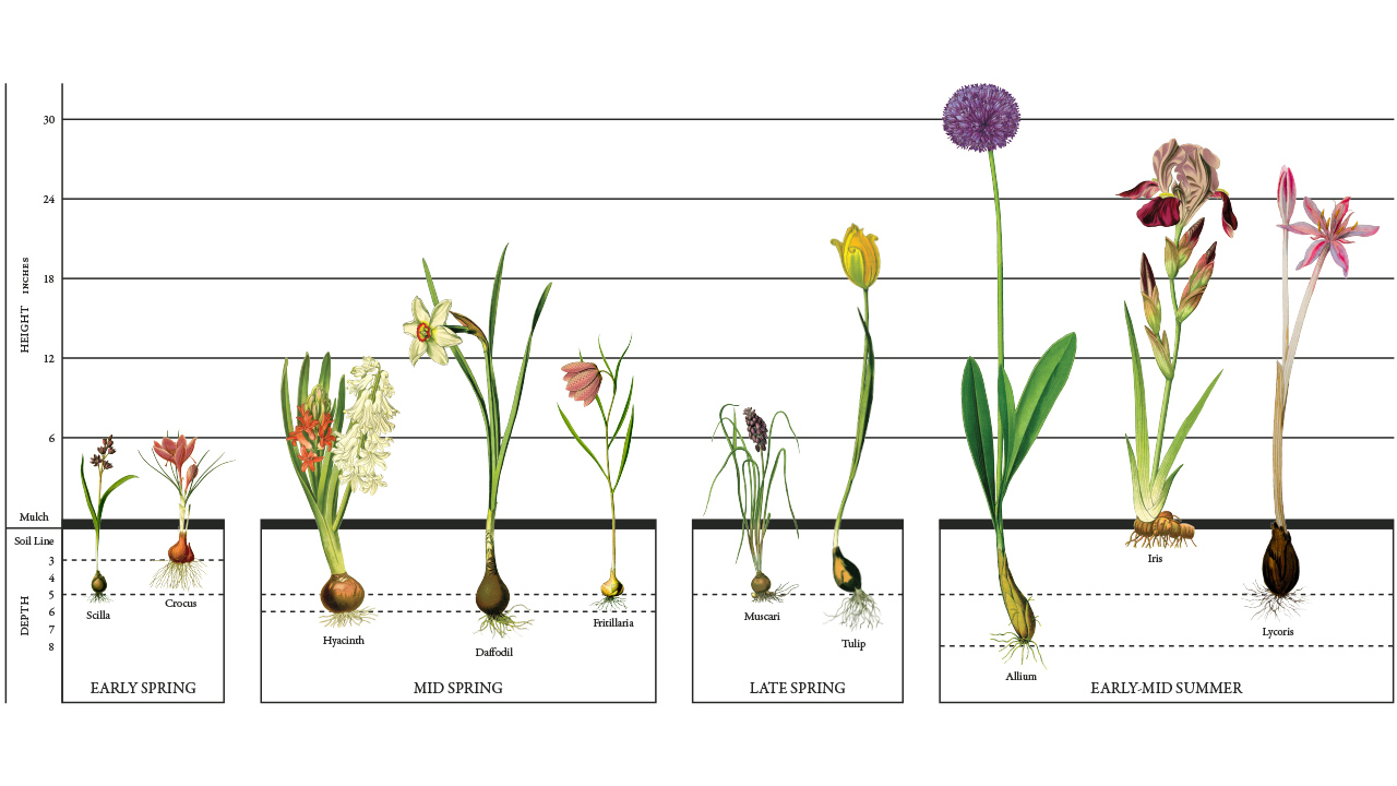 Spring Color Starts with Fall Bulbs Mulhall's