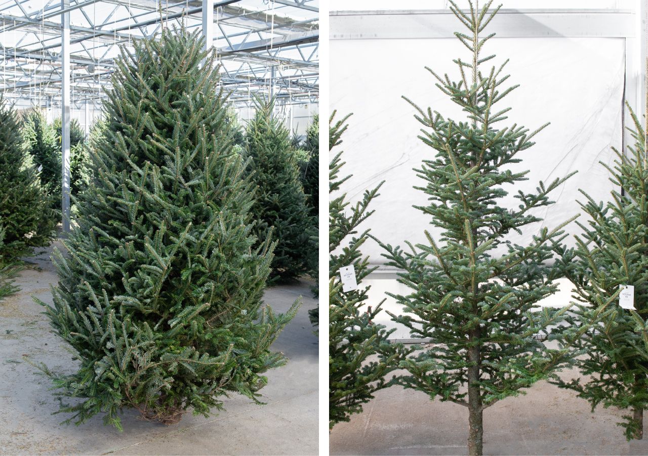Guide to FreshCut Christmas Trees Christmas Tree Care Mulhall's