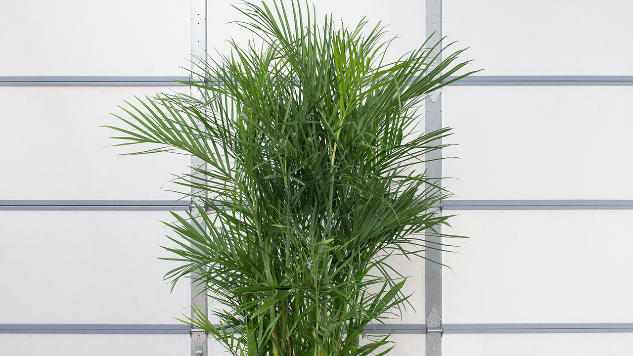 Our Favorite Plants for Low Light Mulhall's