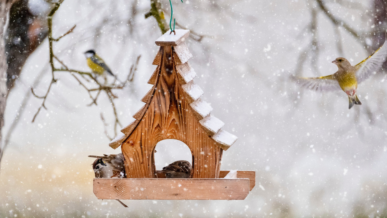 Winter Essentials for Backyard Birds in Omaha Mulhall's