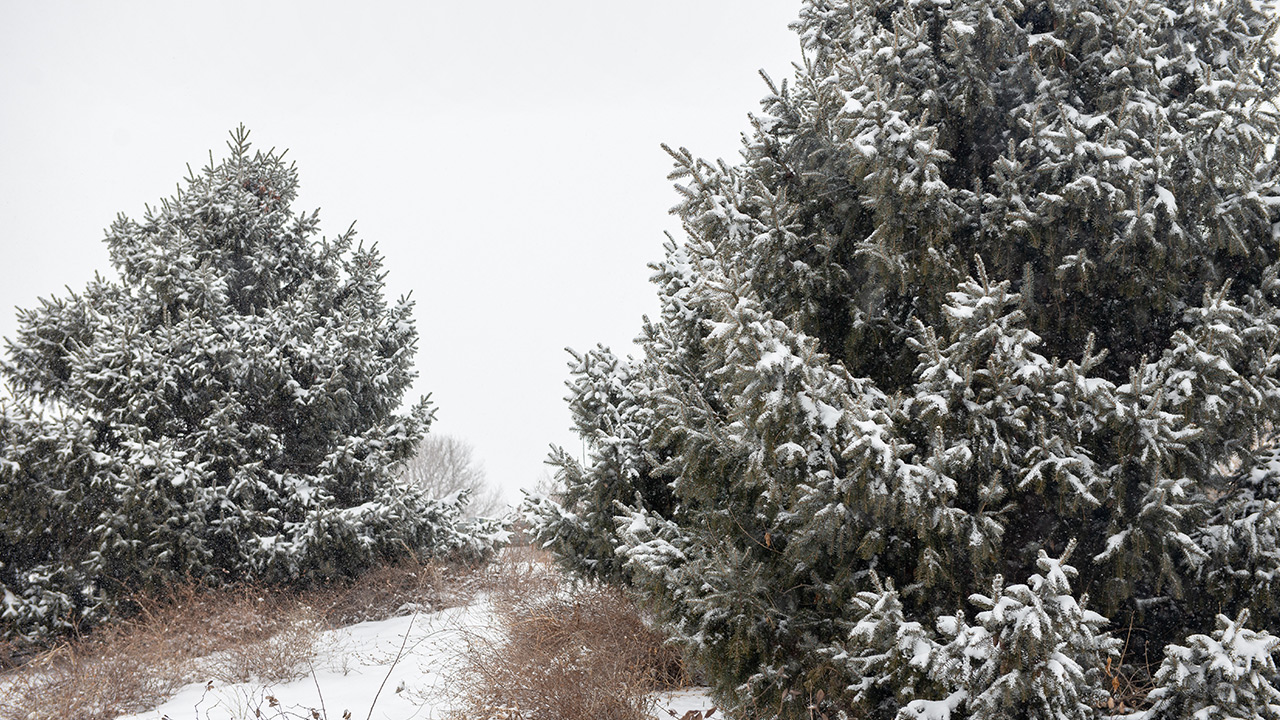 When Cold is Too Cold for Our Landscapes Mulhall's