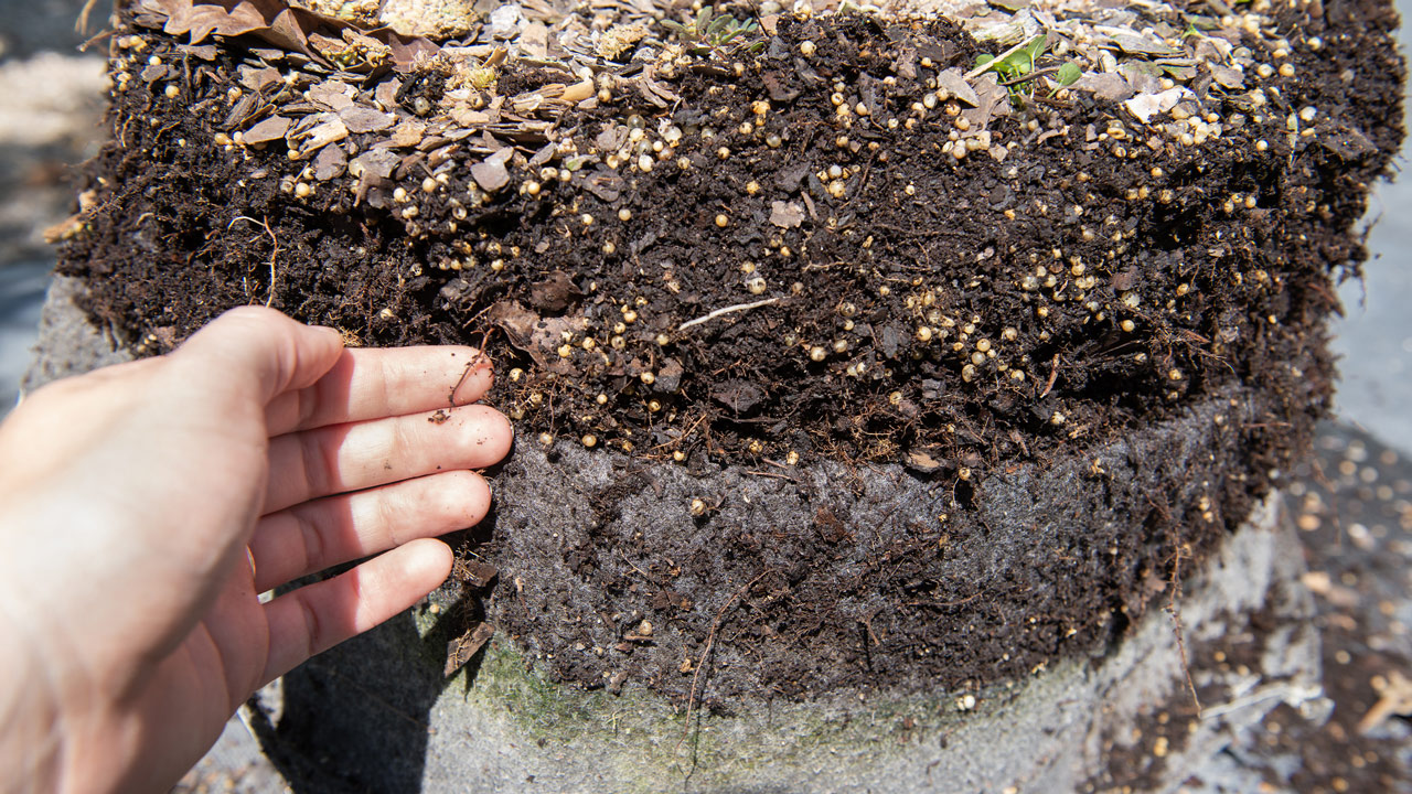 The Complexity In The Mighty Oak Trees Tiny Roots Mulhall's