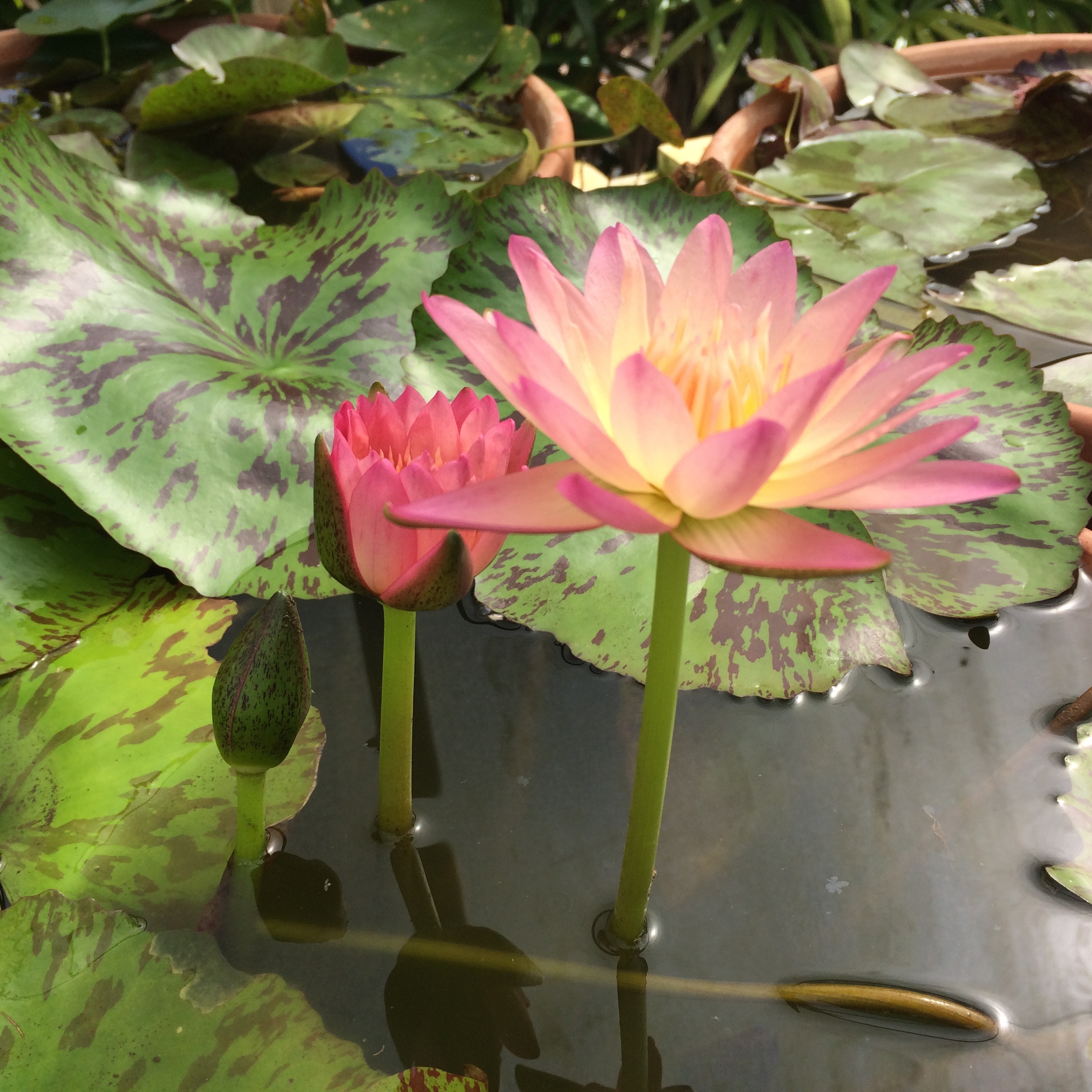 SALE 10 Water Lily Keiki Mulkern Landscaping