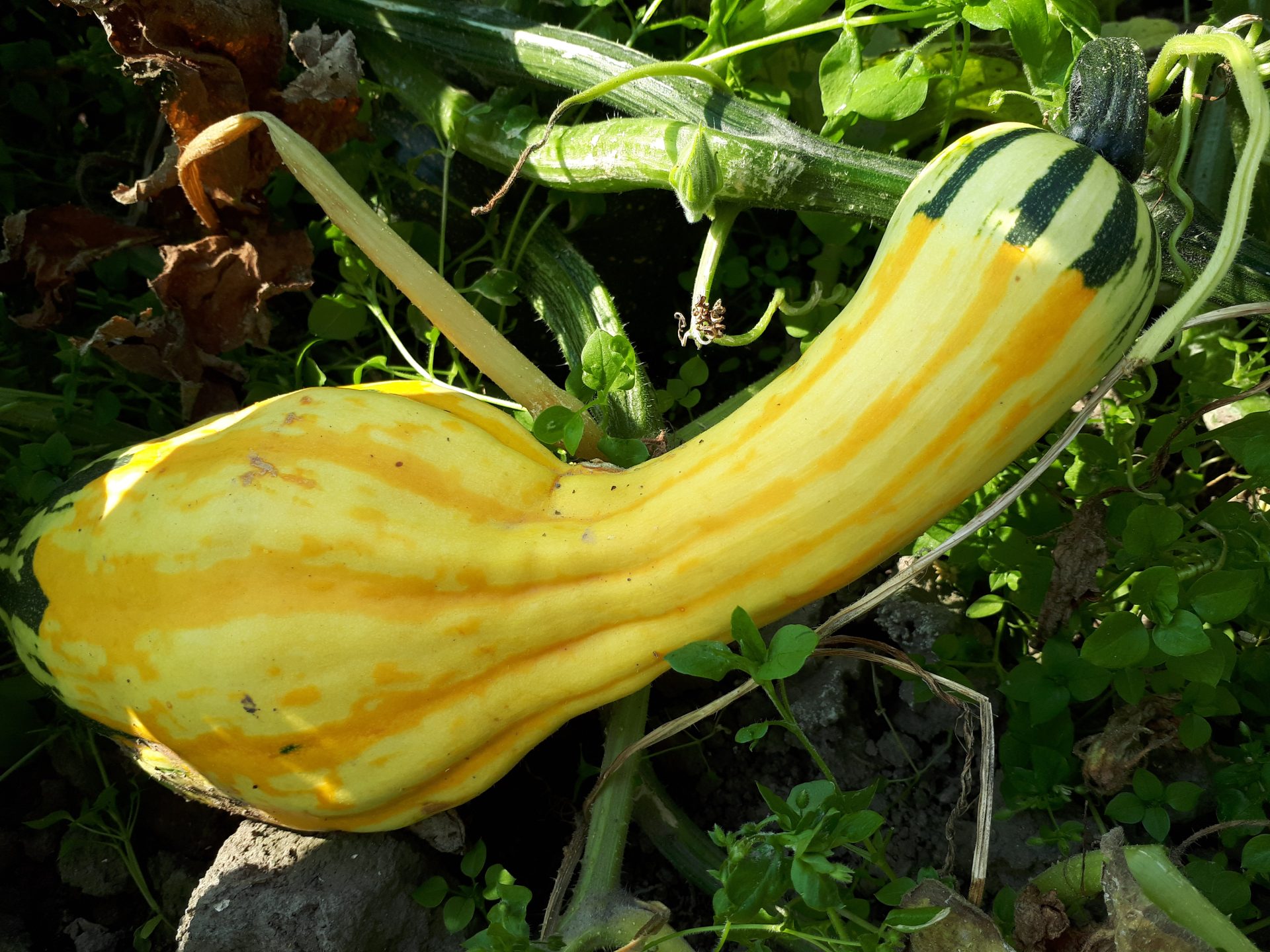 CUCURBITA pepo DANDY BOTTLE Muller Seeds