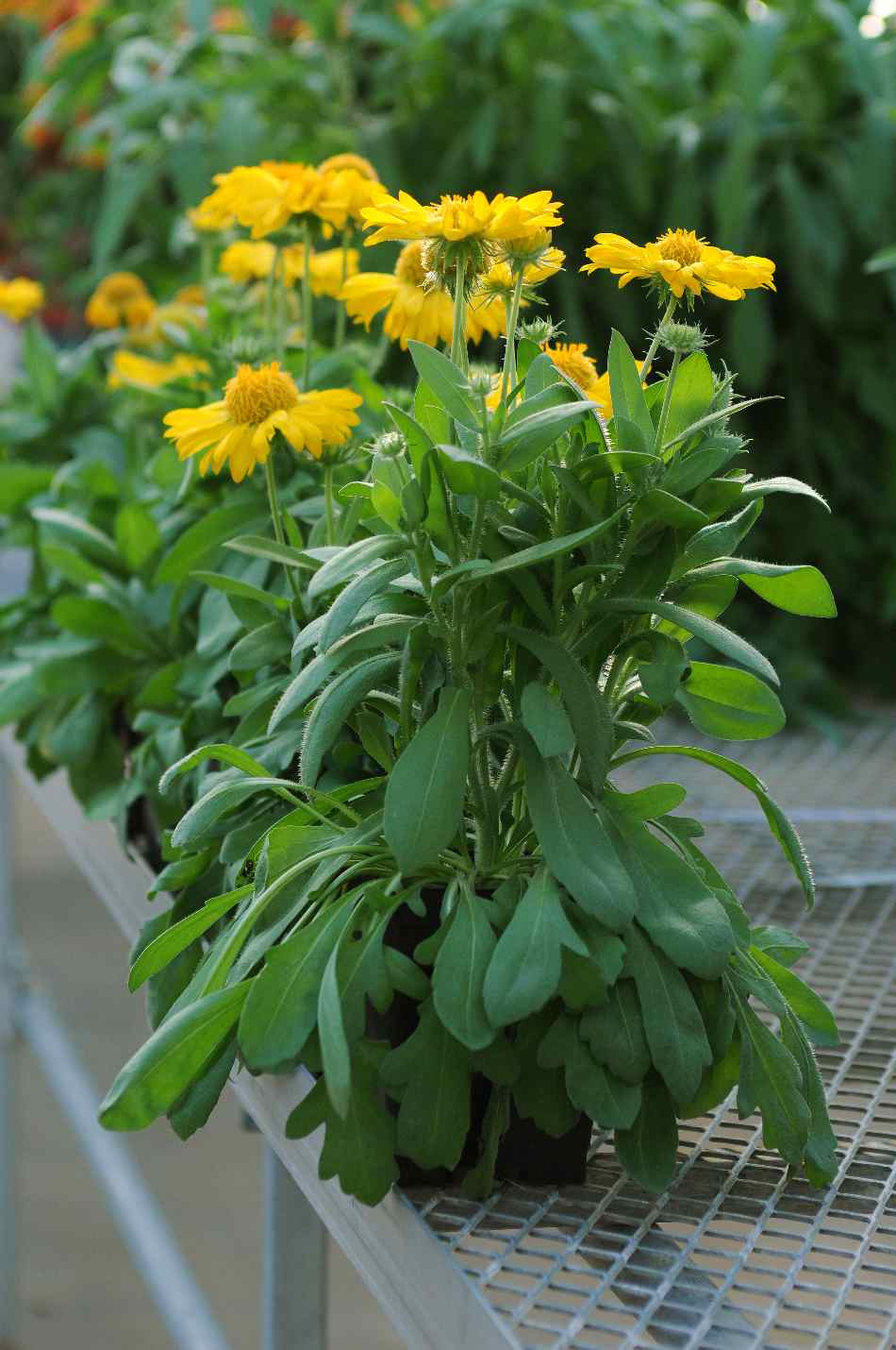 GAILLARDIA grandiflora MESA YELLOW Muller Seeds