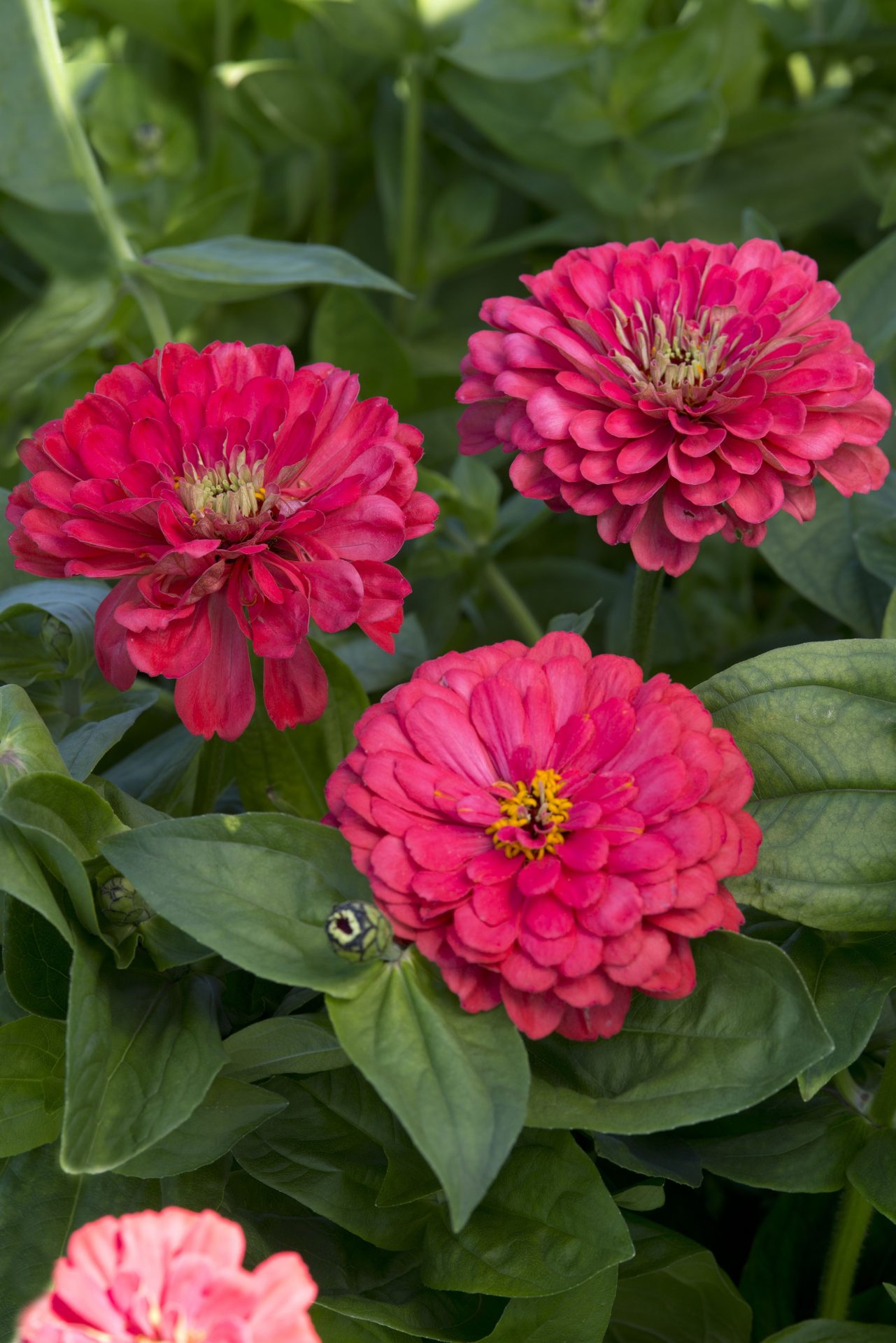 ZINNIA elegans Dahliaflowered Illumination Muller Seeds