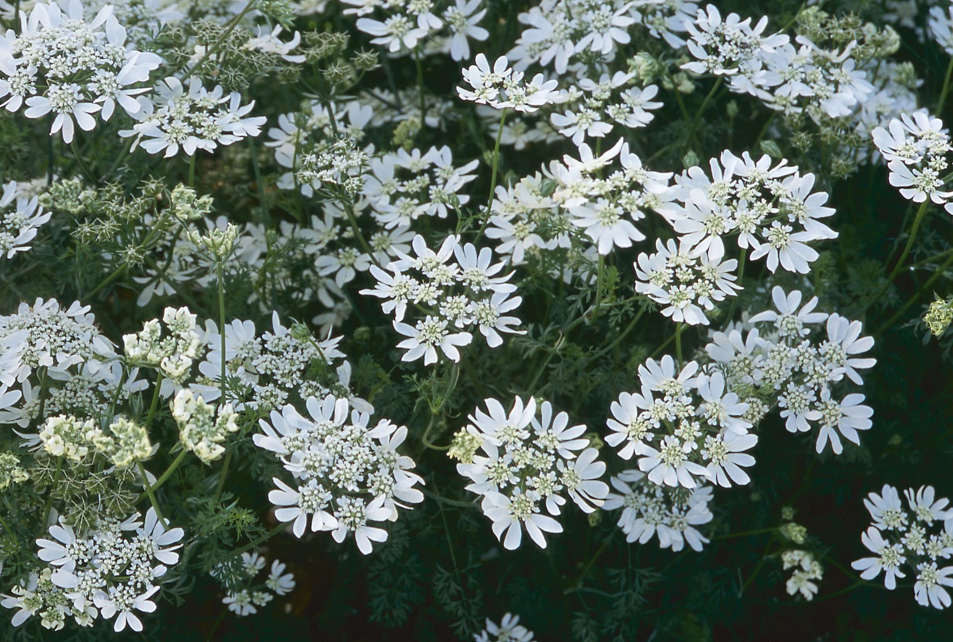 ORLAYA grandiflora White Lace Muller Seeds